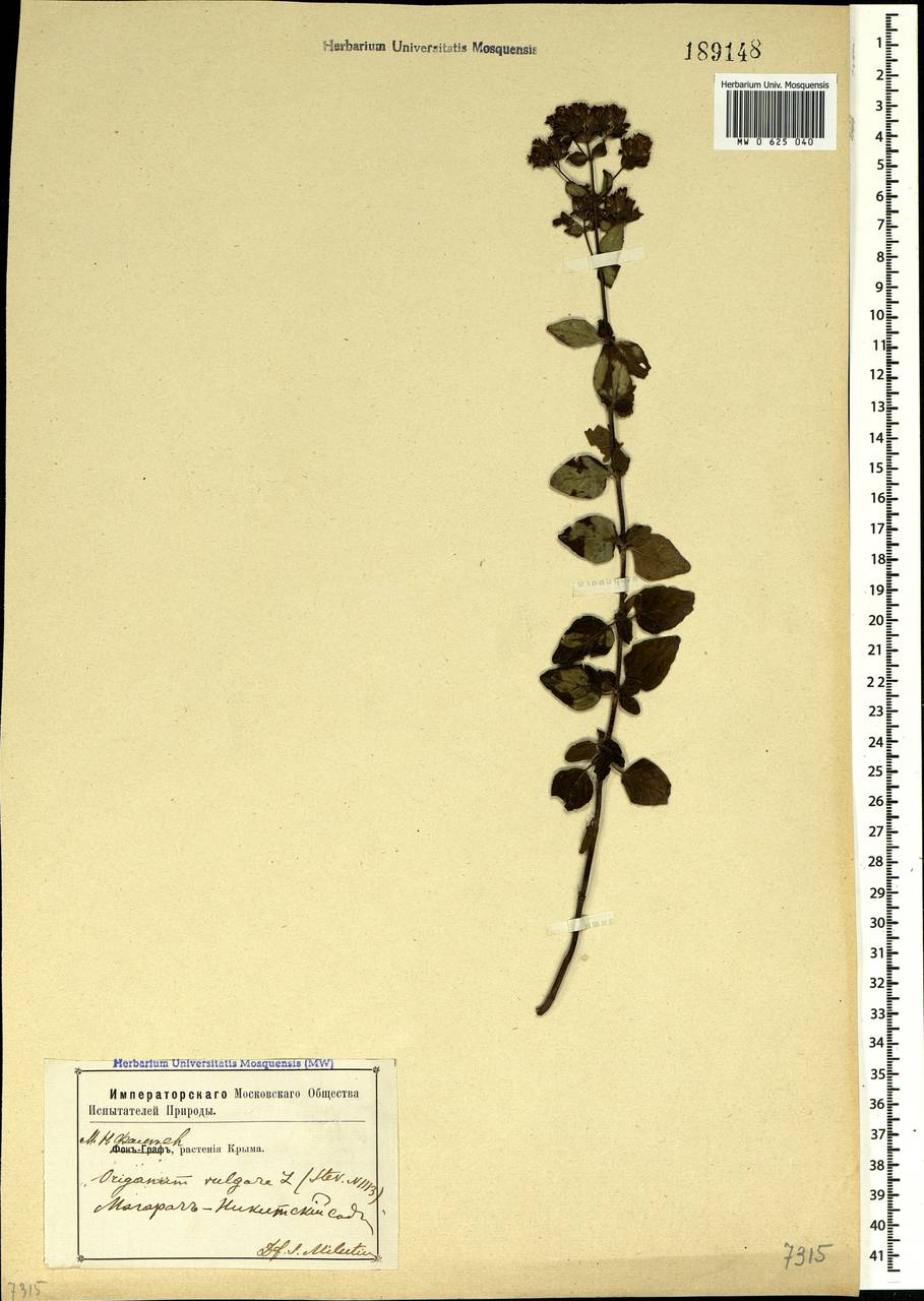 Origanum vulgare L., Crimea (KRYM) (Russia)