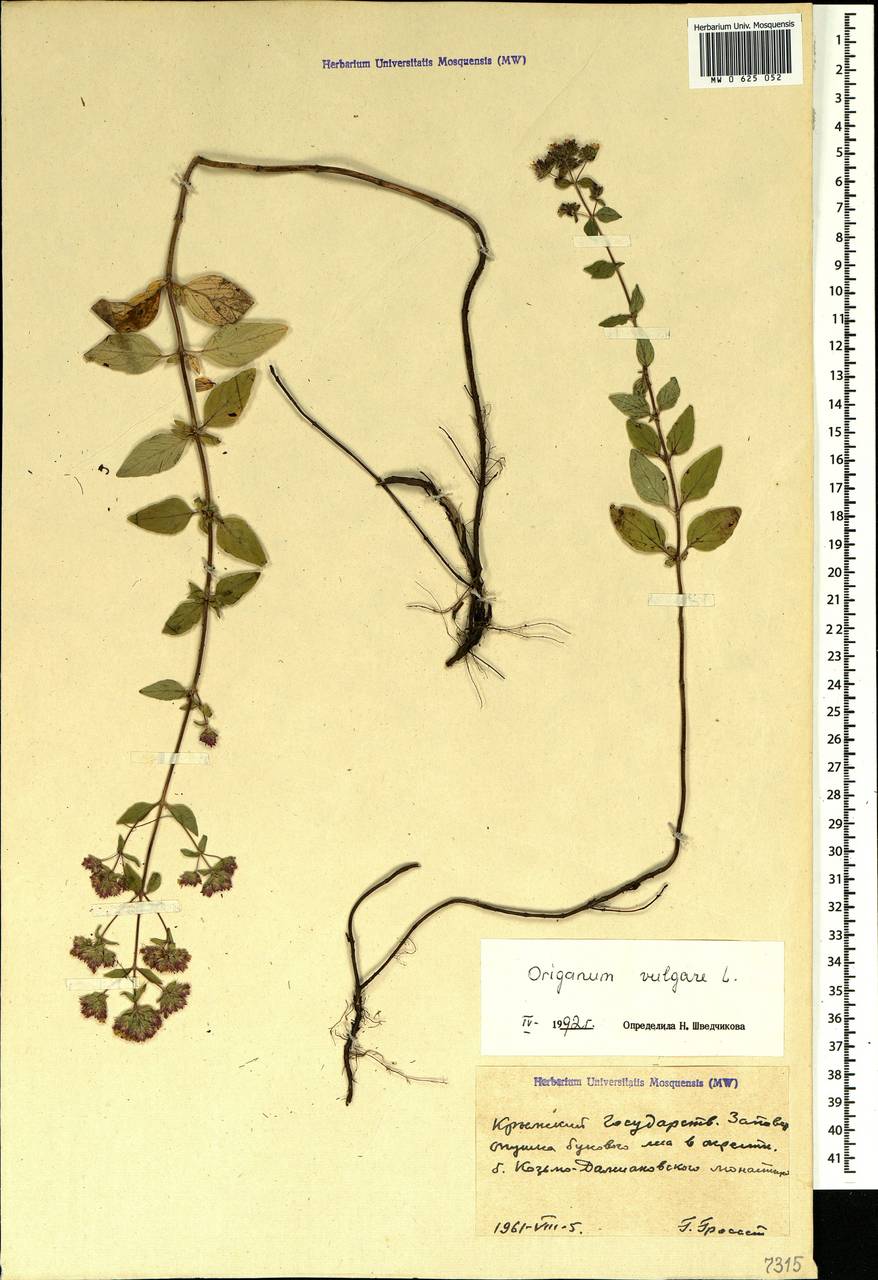 Origanum vulgare L., Crimea (KRYM) (Russia)