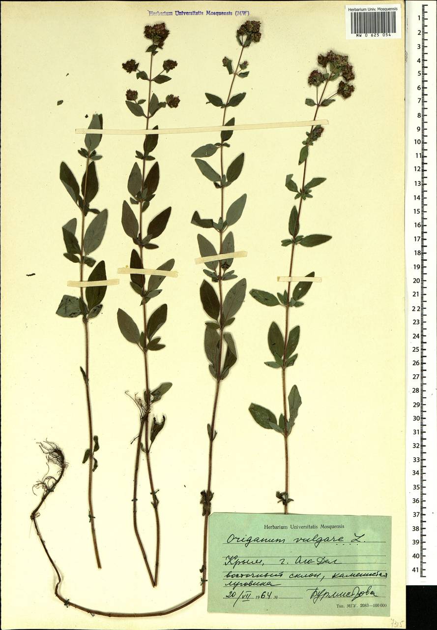Origanum vulgare L., Crimea (KRYM) (Russia)