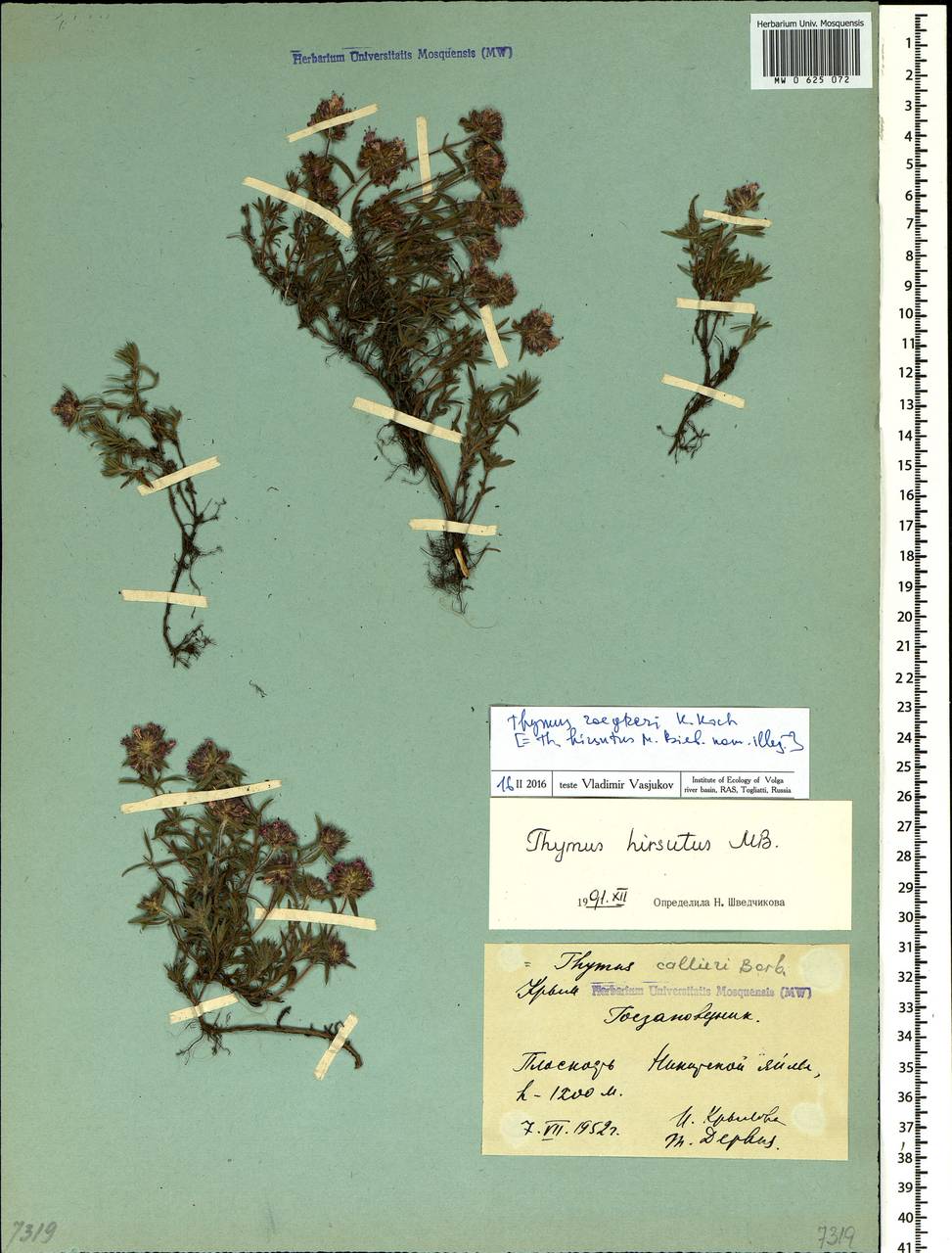 Thymus roegneri K.Koch, Crimea (KRYM) (Russia)
