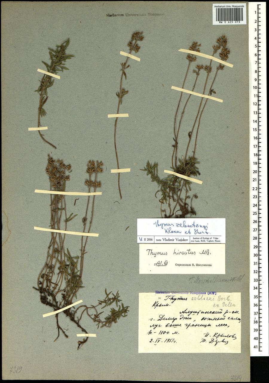 Thymus roegneri K.Koch, Crimea (KRYM) (Russia)