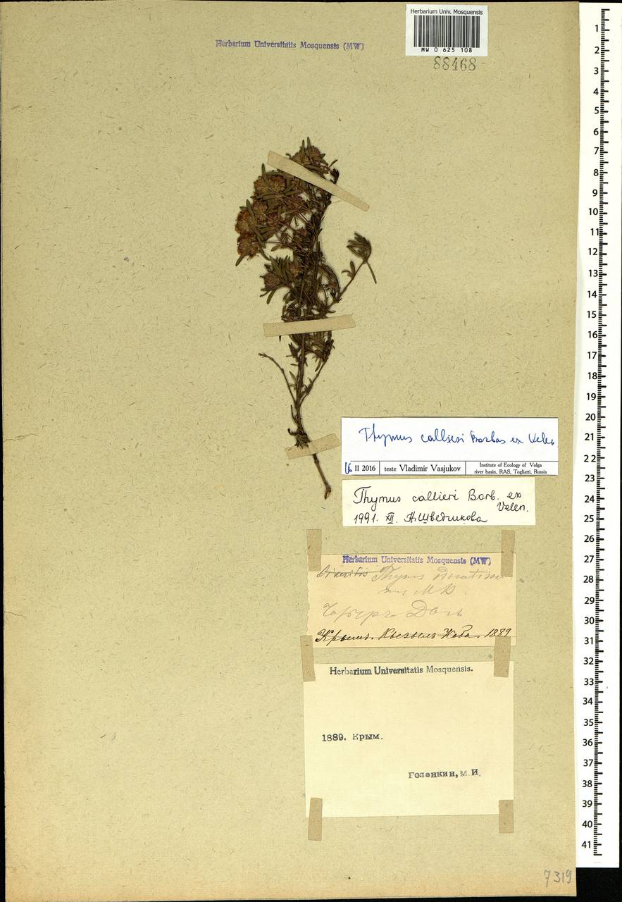 Thymus roegneri K.Koch, Crimea (KRYM) (Russia)