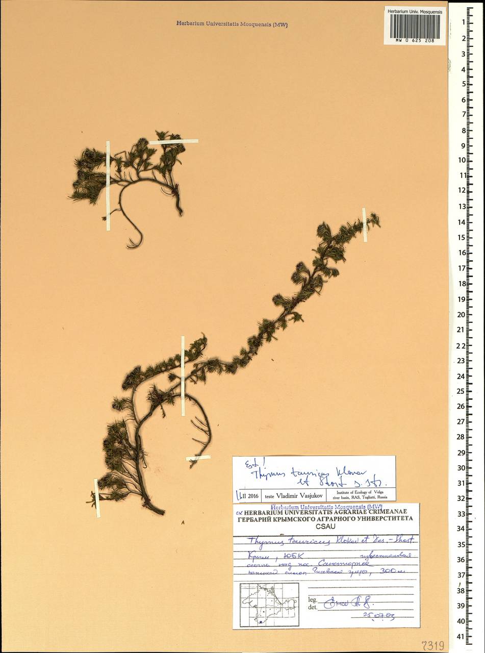 Thymus tauricus Klokov & Des.-Shost., Crimea (KRYM) (Russia)