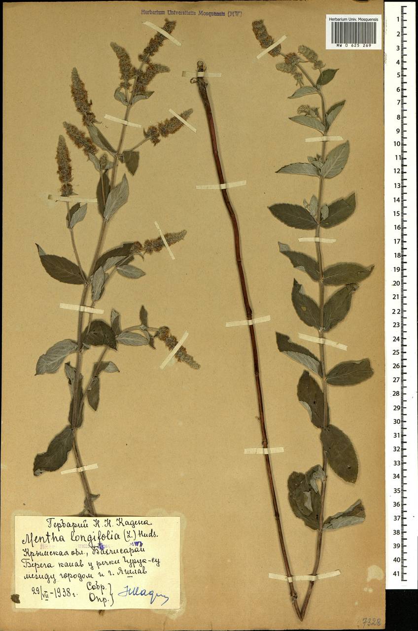 Mentha longifolia (L.) Huds., Crimea (KRYM) (Russia)