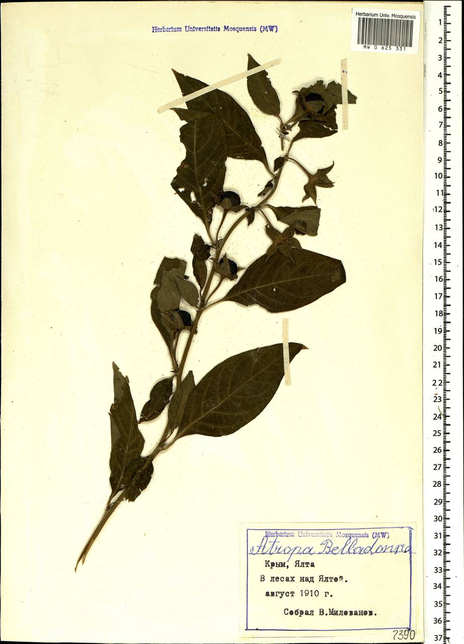 Atropa belladonna L., Crimea (KRYM) (Russia)