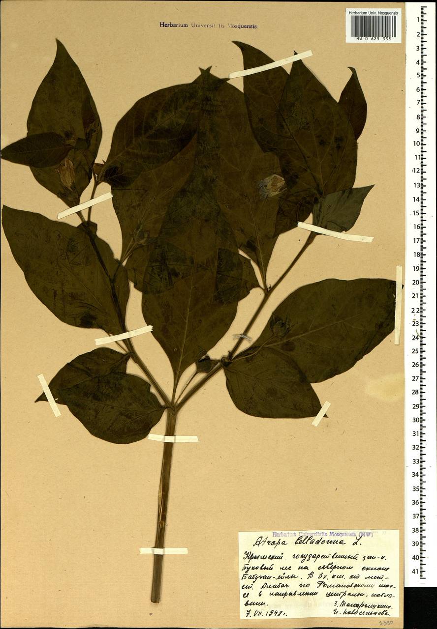 Atropa belladonna L., Crimea (KRYM) (Russia)