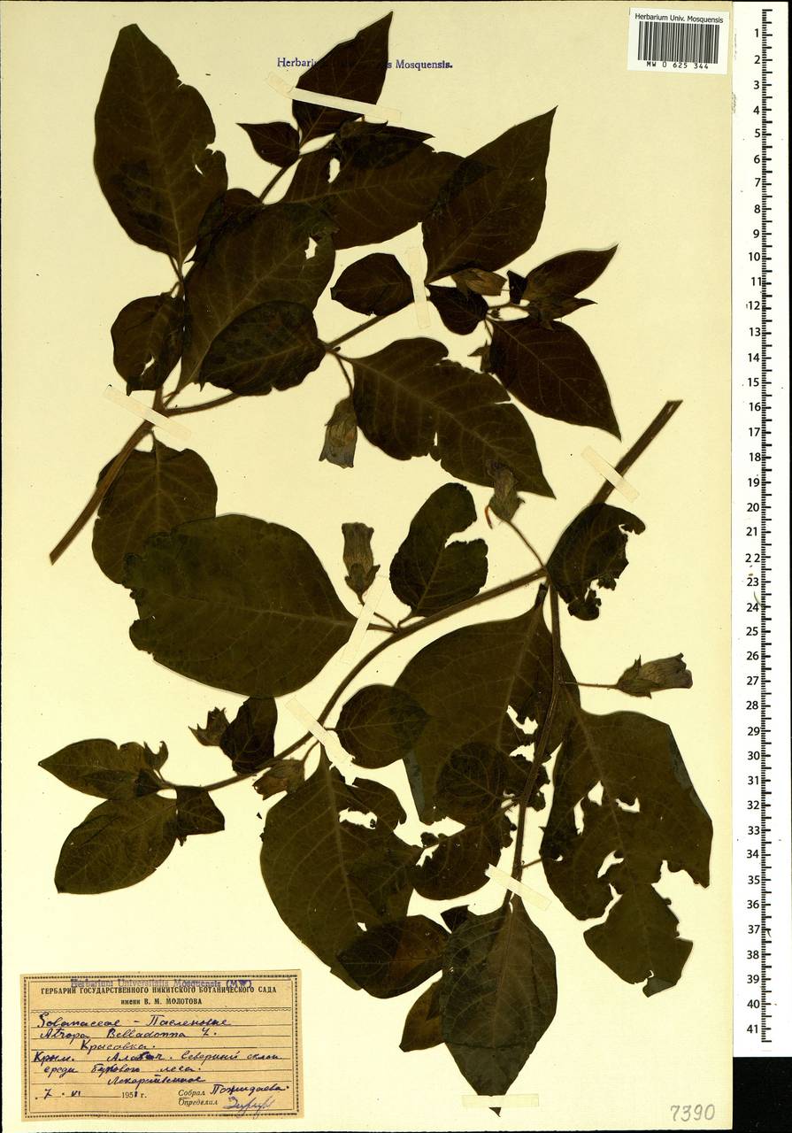 Atropa belladonna L., Crimea (KRYM) (Russia)
