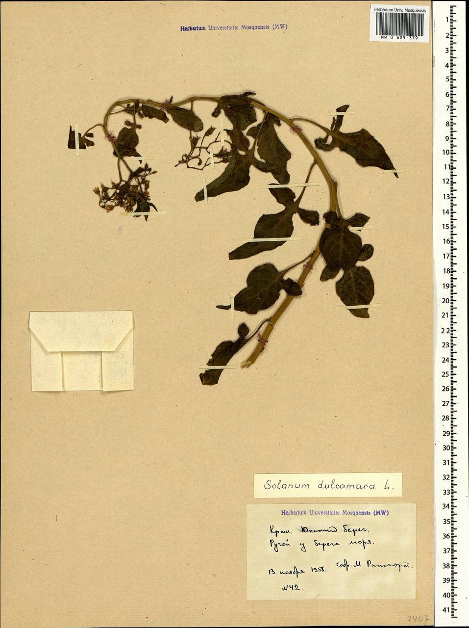 Solanum dulcamara L., Crimea (KRYM) (Russia)