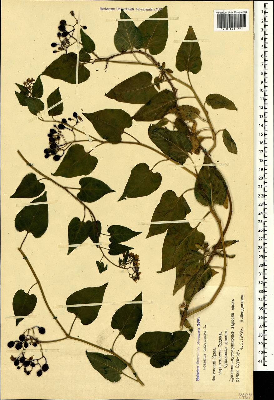 Solanum dulcamara L., Crimea (KRYM) (Russia)