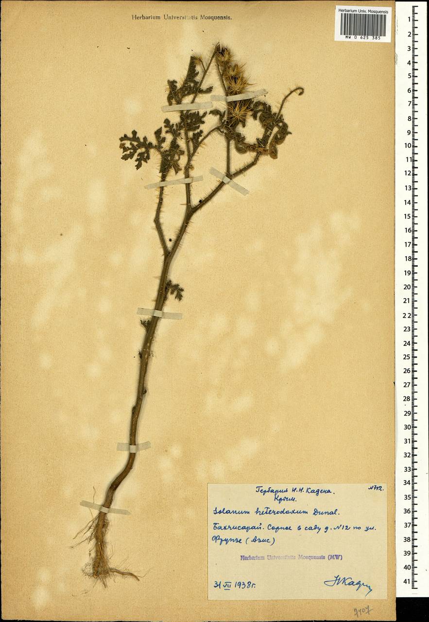 Solanum heterodoxum Dunal, Crimea (KRYM) (Russia)