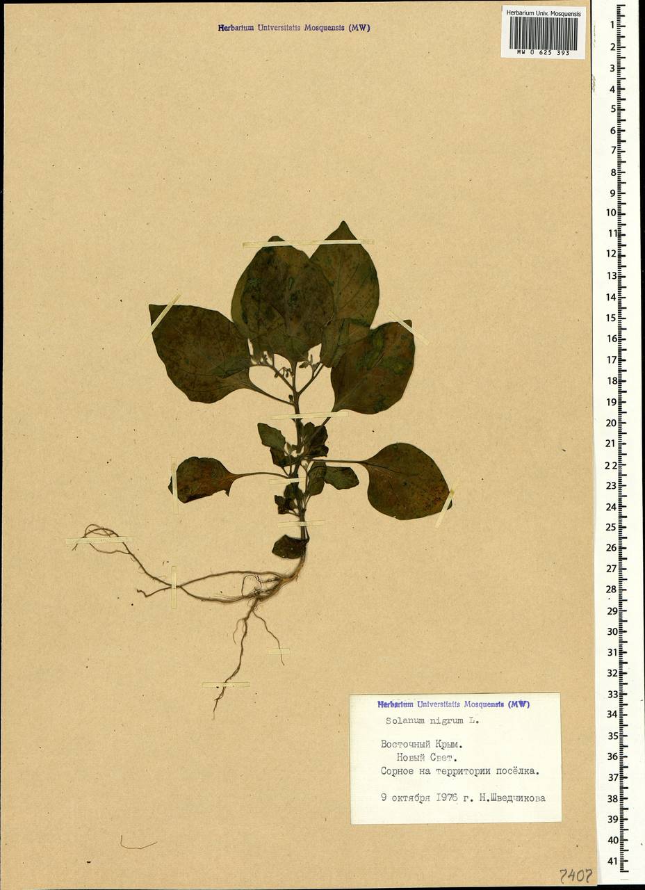 Solanum nigrum L., Crimea (KRYM) (Russia)