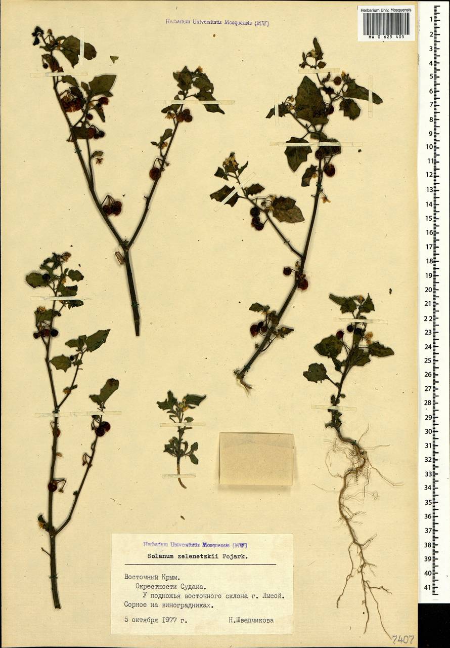 Solanum alatum Moench, Crimea (KRYM) (Russia)