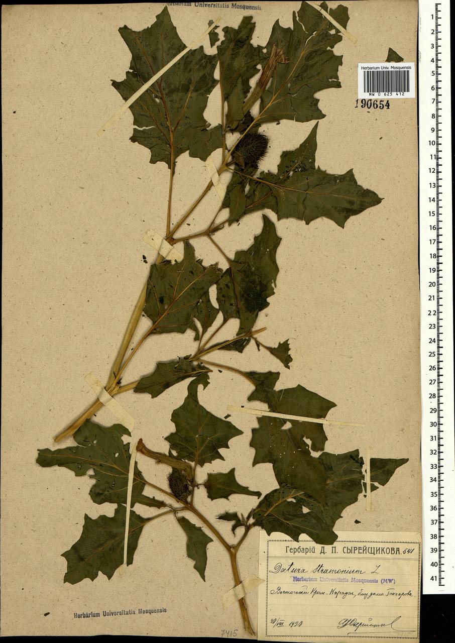 Datura stramonium L., Crimea (KRYM) (Russia)