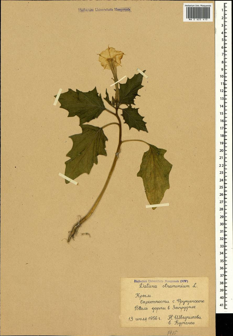 Datura stramonium L., Crimea (KRYM) (Russia)