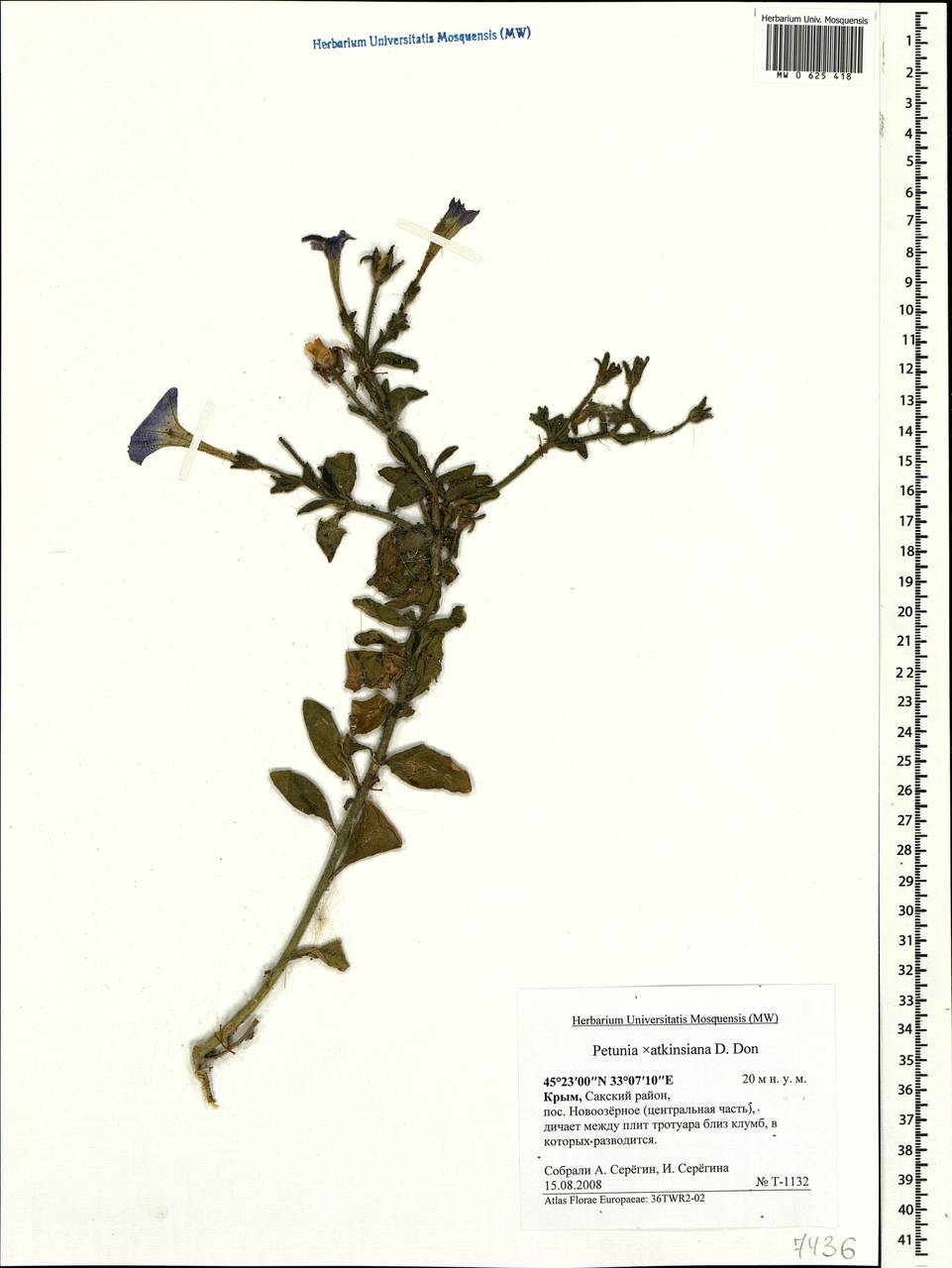 Petunia ×atkinsiana D. Don ex Loudon, Crimea (KRYM) (Russia)