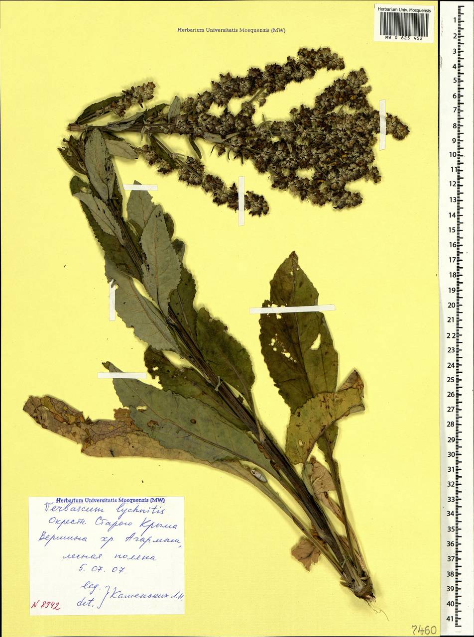 Verbascum lychnitis L., Crimea (KRYM) (Russia)