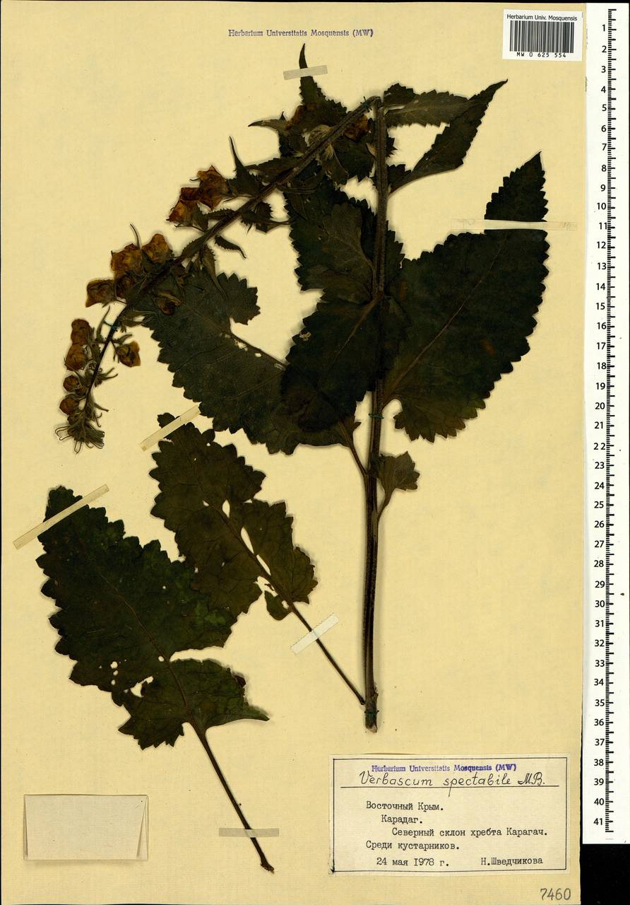 Verbascum salgirensis Soldano, Crimea (KRYM) (Russia)