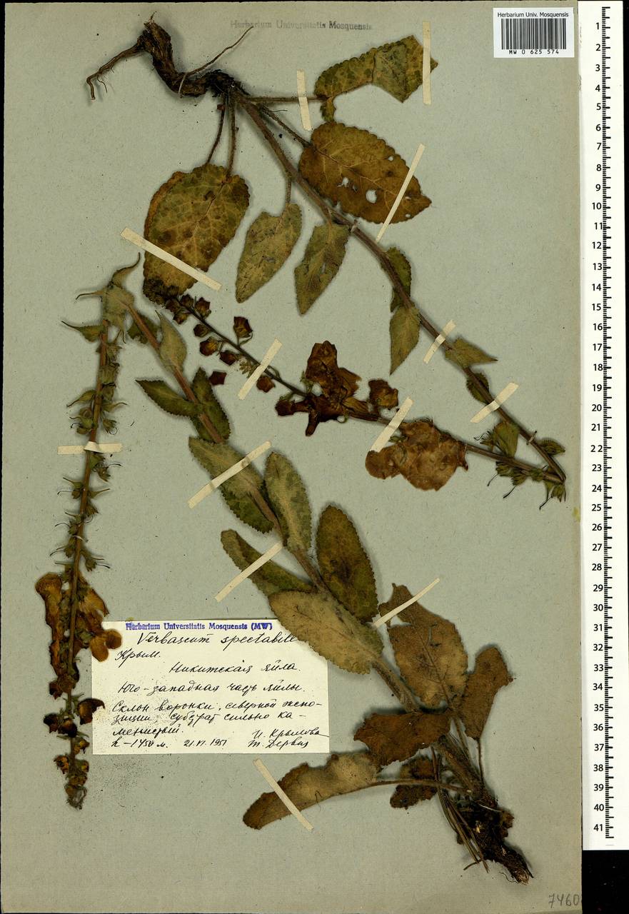 Verbascum salgirensis Soldano, Crimea (KRYM) (Russia)