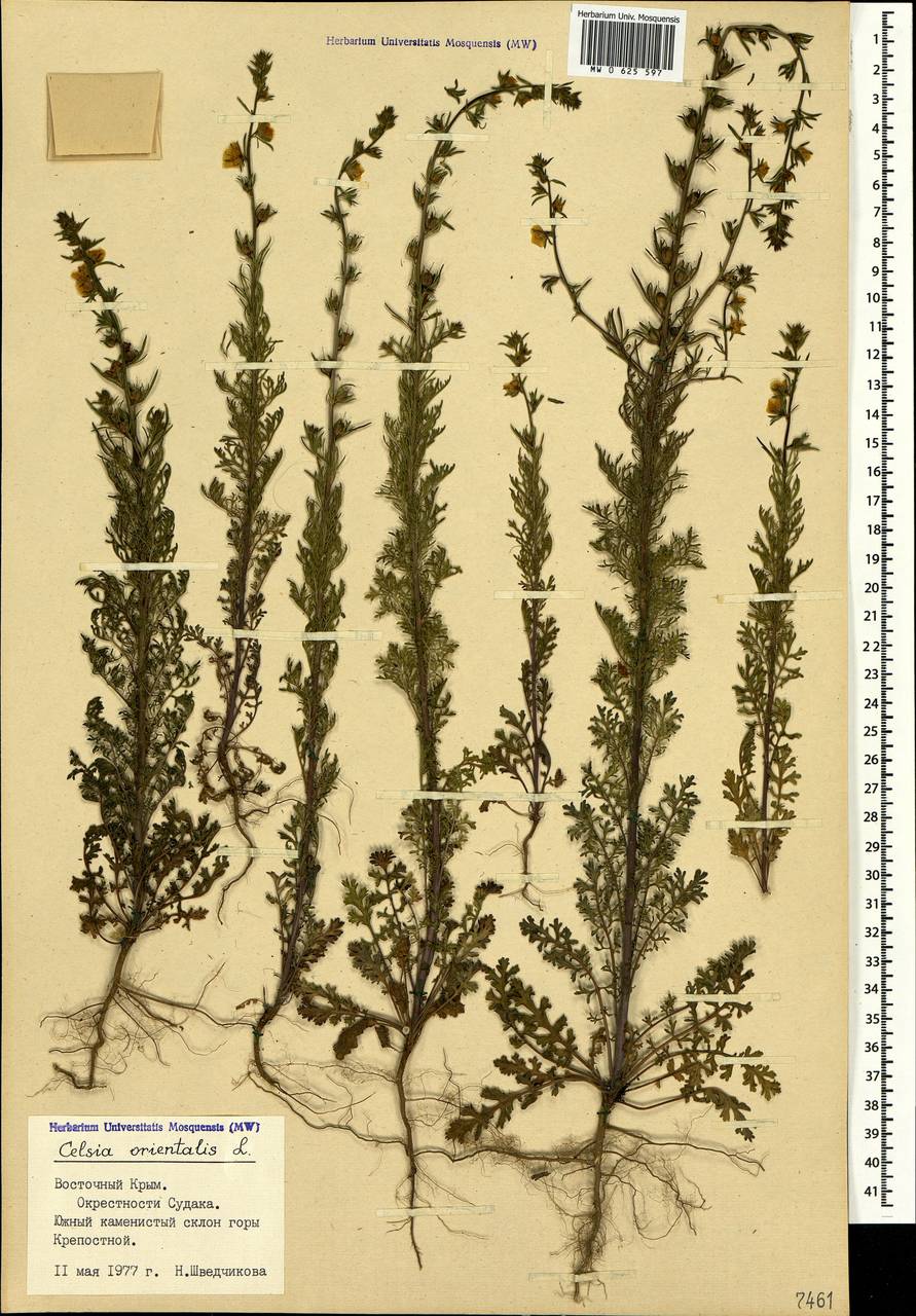 Verbascum orientale subsp. orientale, Crimea (KRYM) (Russia)