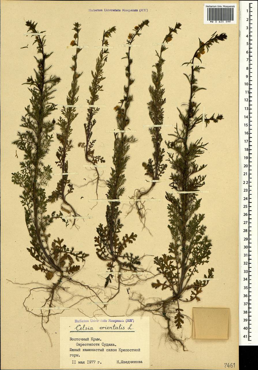 Verbascum orientale subsp. orientale, Crimea (KRYM) (Russia)