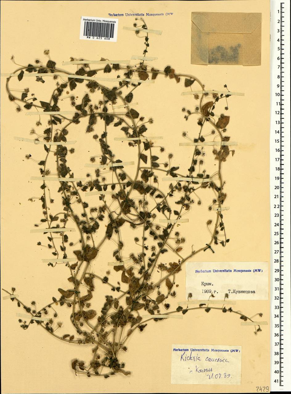 Kickxia elatine (L.) Dumort., Crimea (KRYM) (Russia)