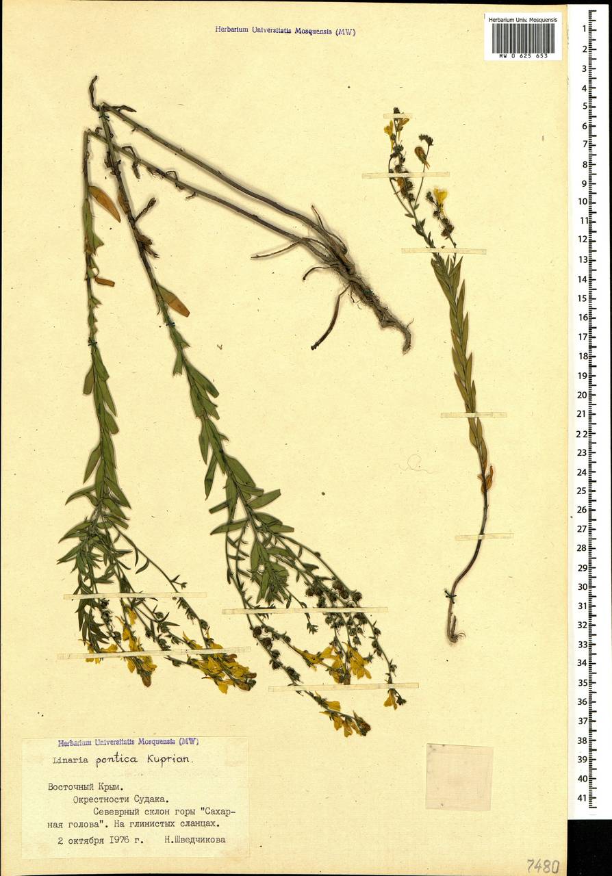 Linaria genistifolia (L.) Mill., Crimea (KRYM) (Russia)