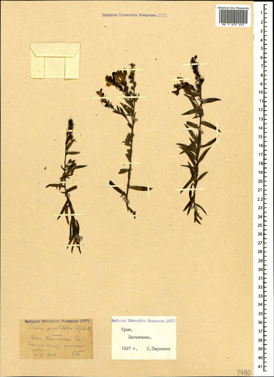 Linaria genistifolia (L.) Mill., Crimea (KRYM) (Russia)
