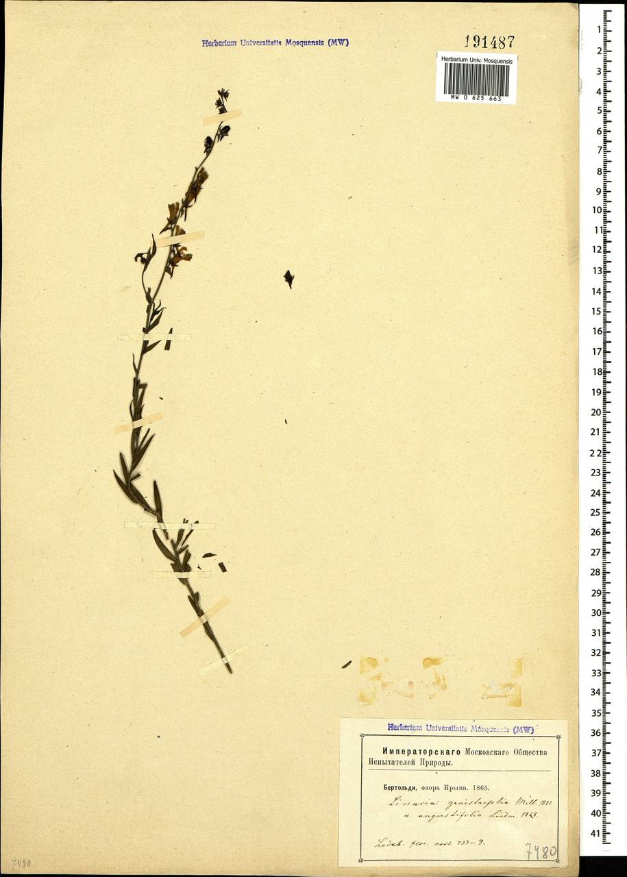 Linaria genistifolia (L.) Mill., Crimea (KRYM) (Russia)