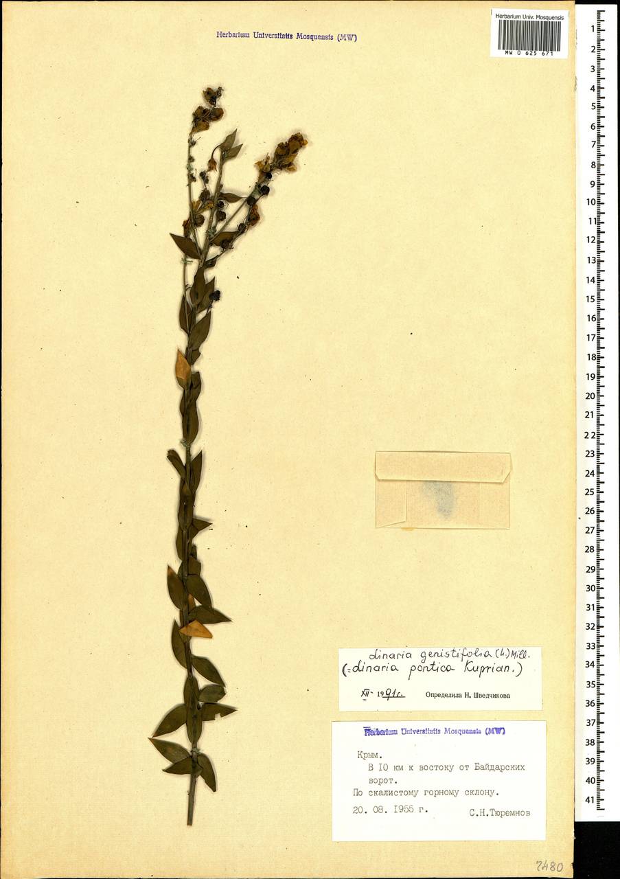Linaria genistifolia (L.) Mill., Crimea (KRYM) (Russia)