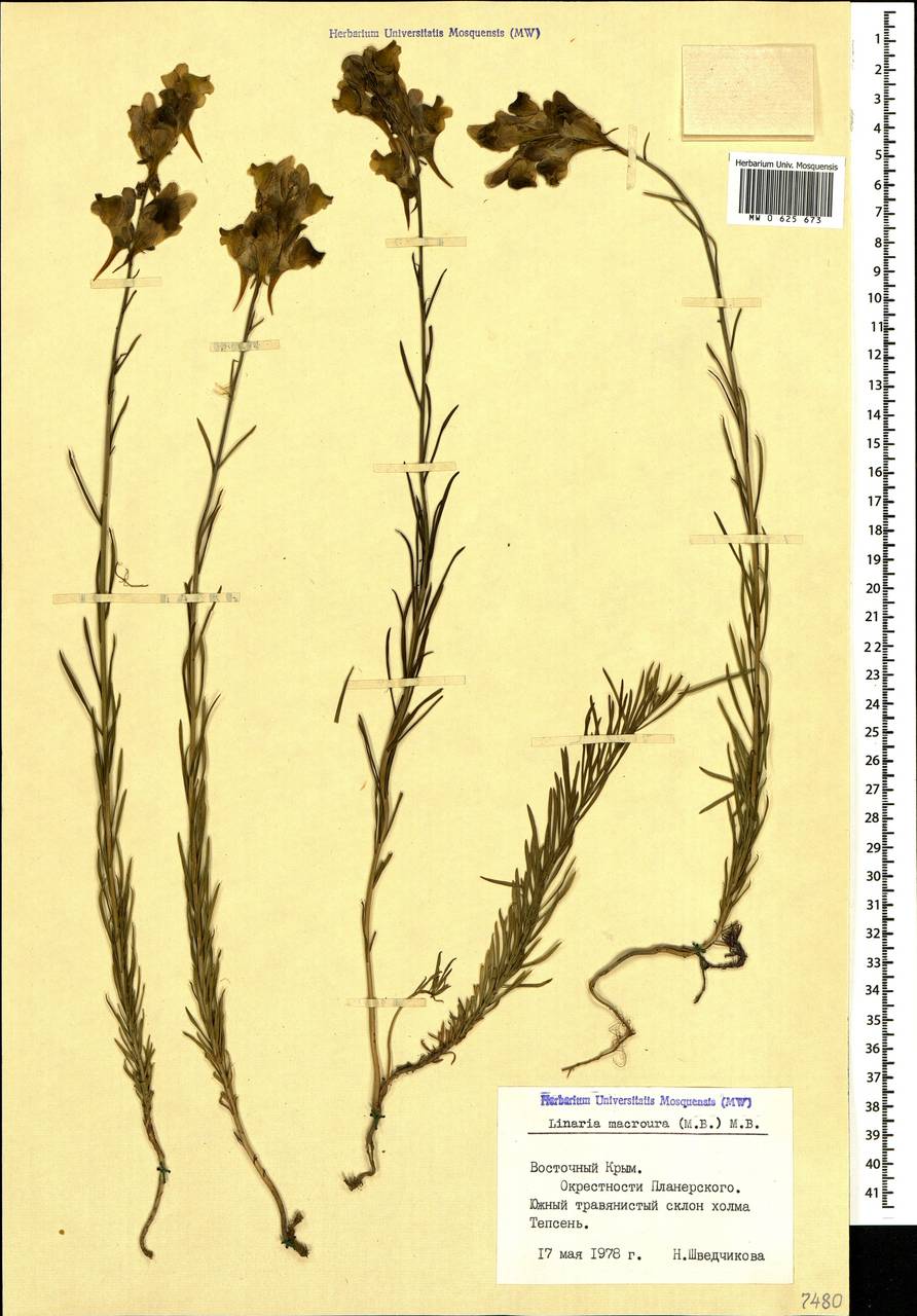 Linaria macroura (M. Bieb.) M. Bieb., Crimea (KRYM) (Russia)
