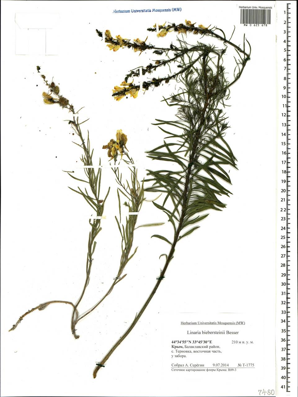 Linaria angustissima (Loisel.) Borbás, Crimea (KRYM) (Russia)