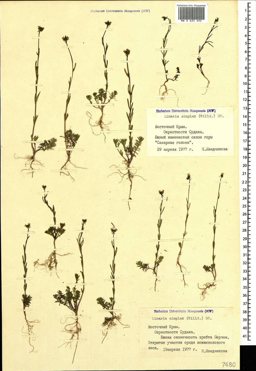 Linaria simplex (Willd.) DC., Crimea (KRYM) (Russia)