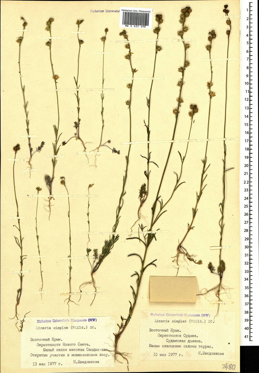 Linaria simplex (Willd.) DC., Crimea (KRYM) (Russia)