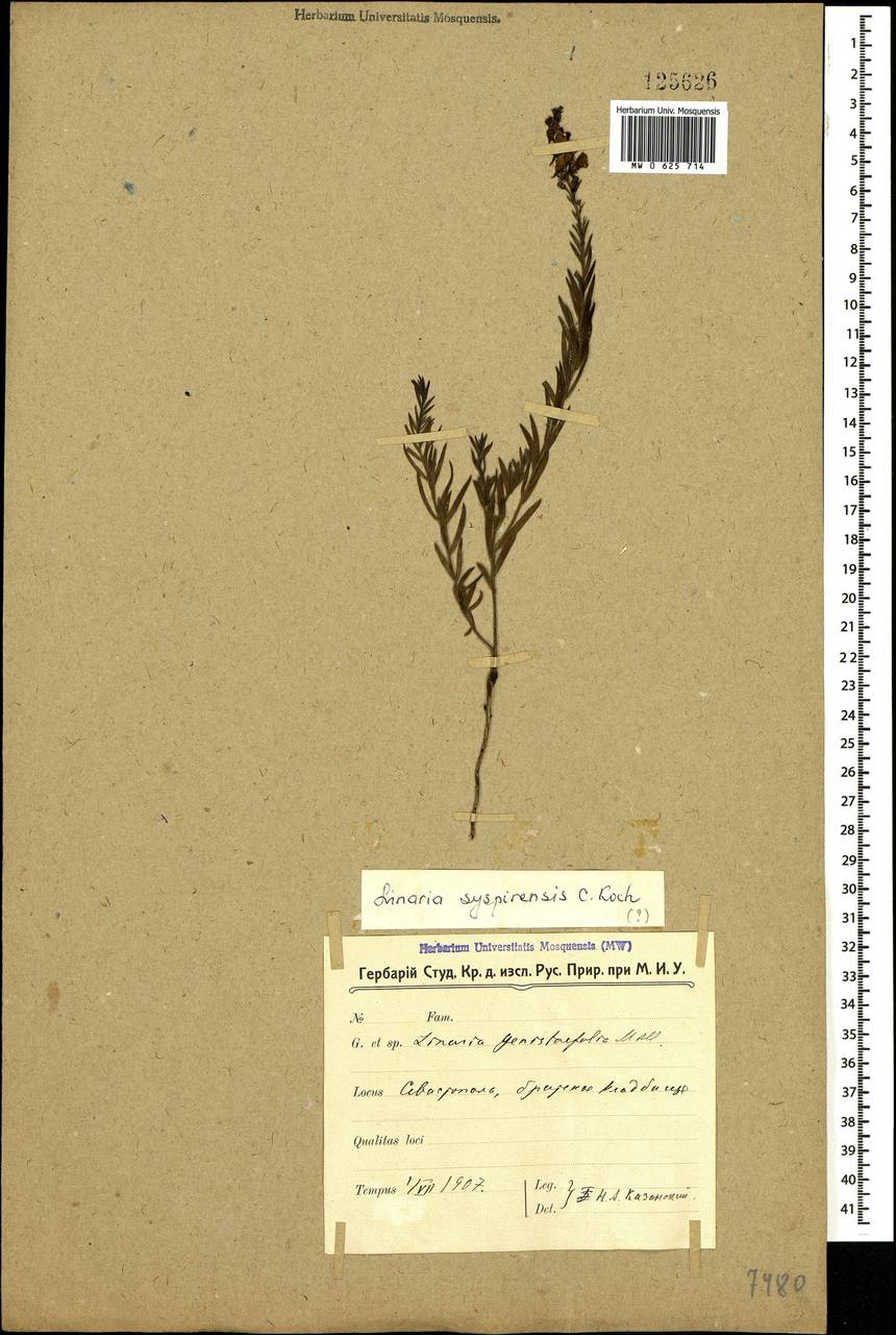 Linaria genistifolia subsp. euxina (Velen.) D. A. Sutton, Crimea (KRYM) (Russia)