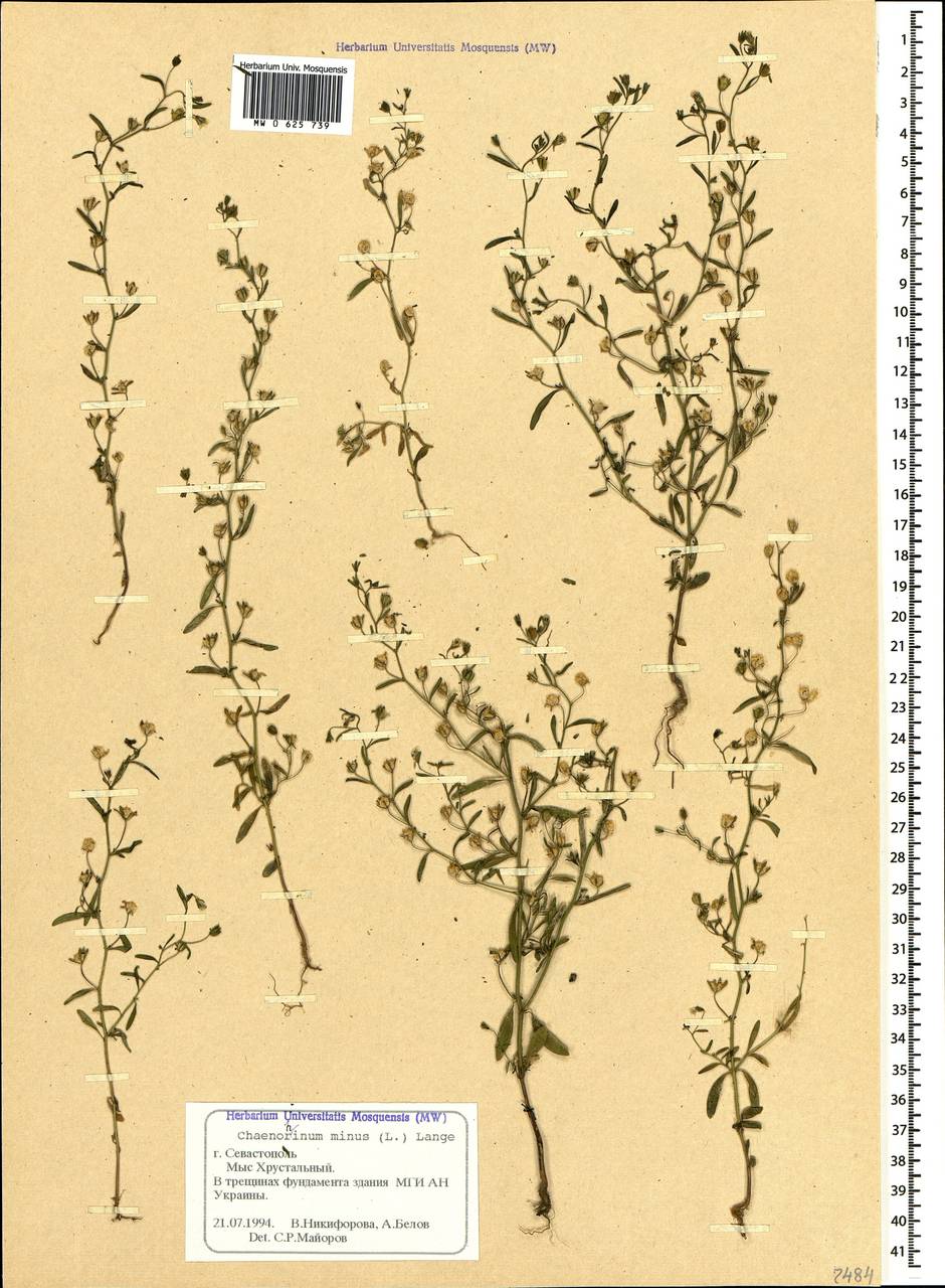 Chaenorhinum minus (L.) Lange, Crimea (KRYM) (Russia)
