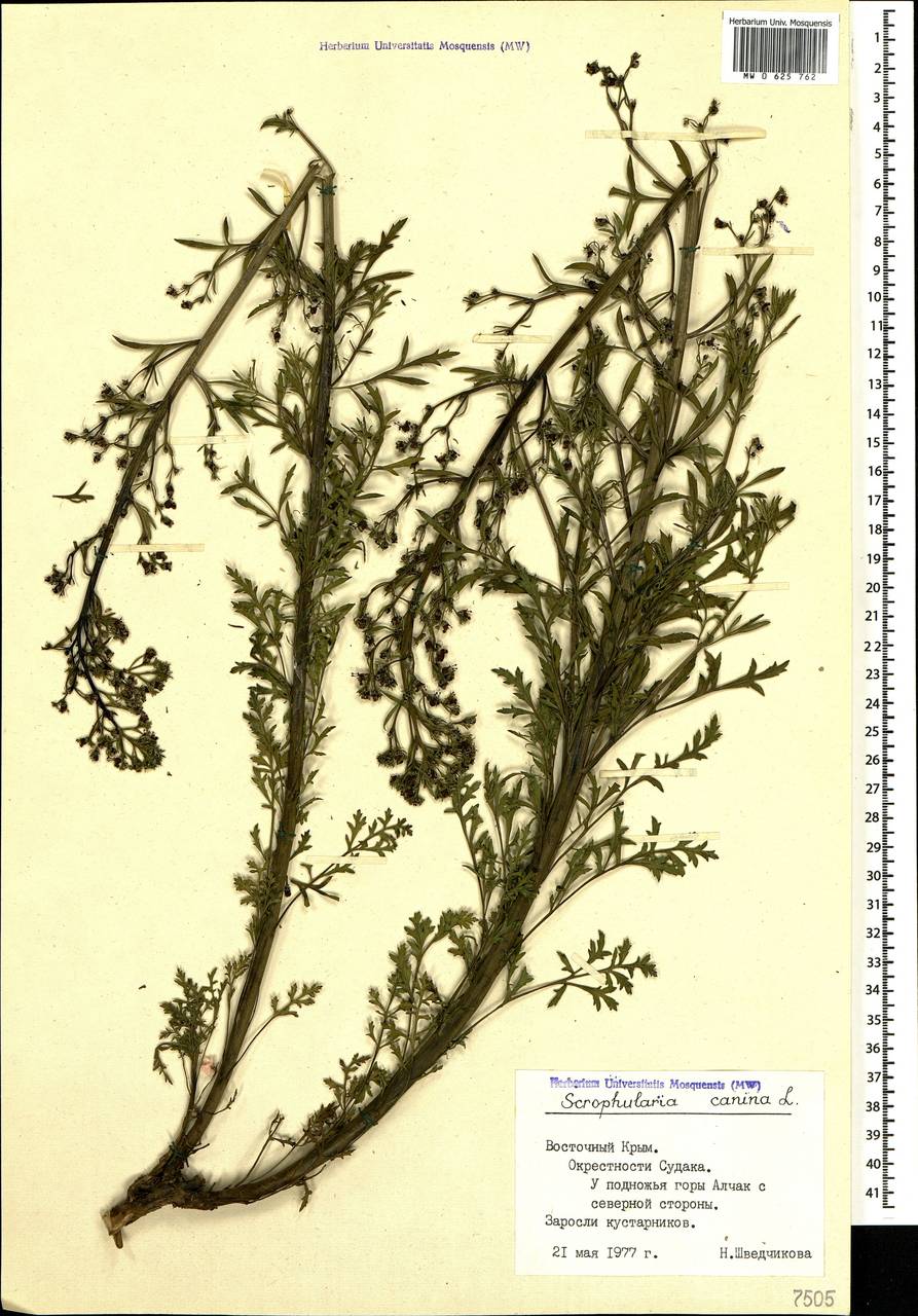 Scrophularia canina subsp. bicolor (Sm.) Greuter, Crimea (KRYM) (Russia)