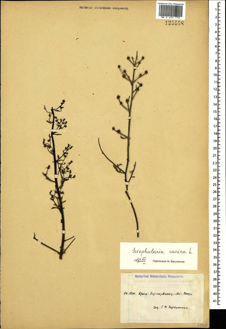 Scrophularia canina subsp. bicolor (Sibth. & Sm.) Greuter, Crimea (KRYM) (Russia)
