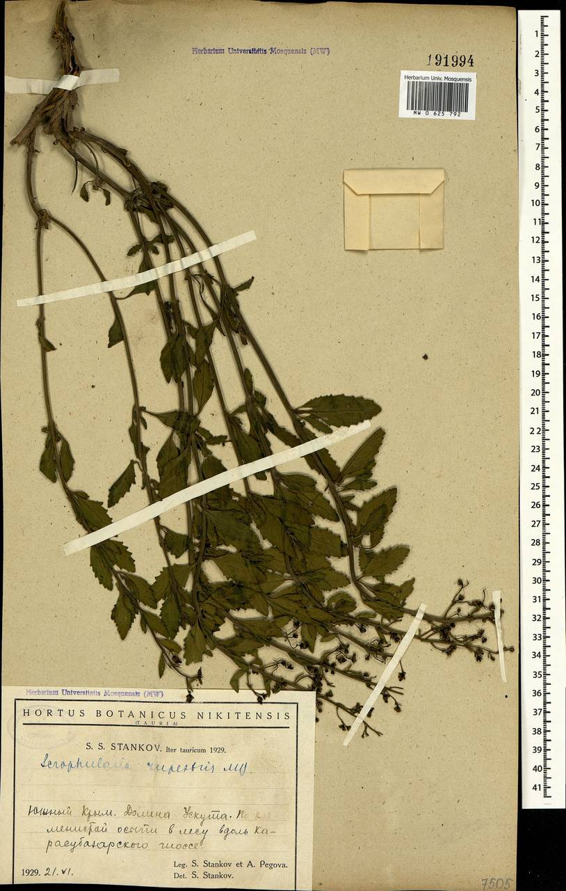 Scrophularia rupestris M. Bieb. ex Willd., Crimea (KRYM) (Russia)