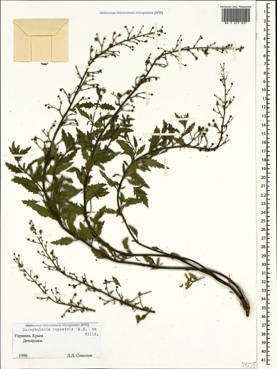 Scrophularia variegata subsp. rupestris (M. Bieb. ex Willd.) Grau, Crimea (KRYM) (Russia)