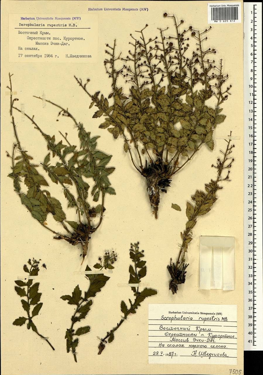 Scrophularia rupestris M. Bieb. ex Willd., Crimea (KRYM) (Russia)