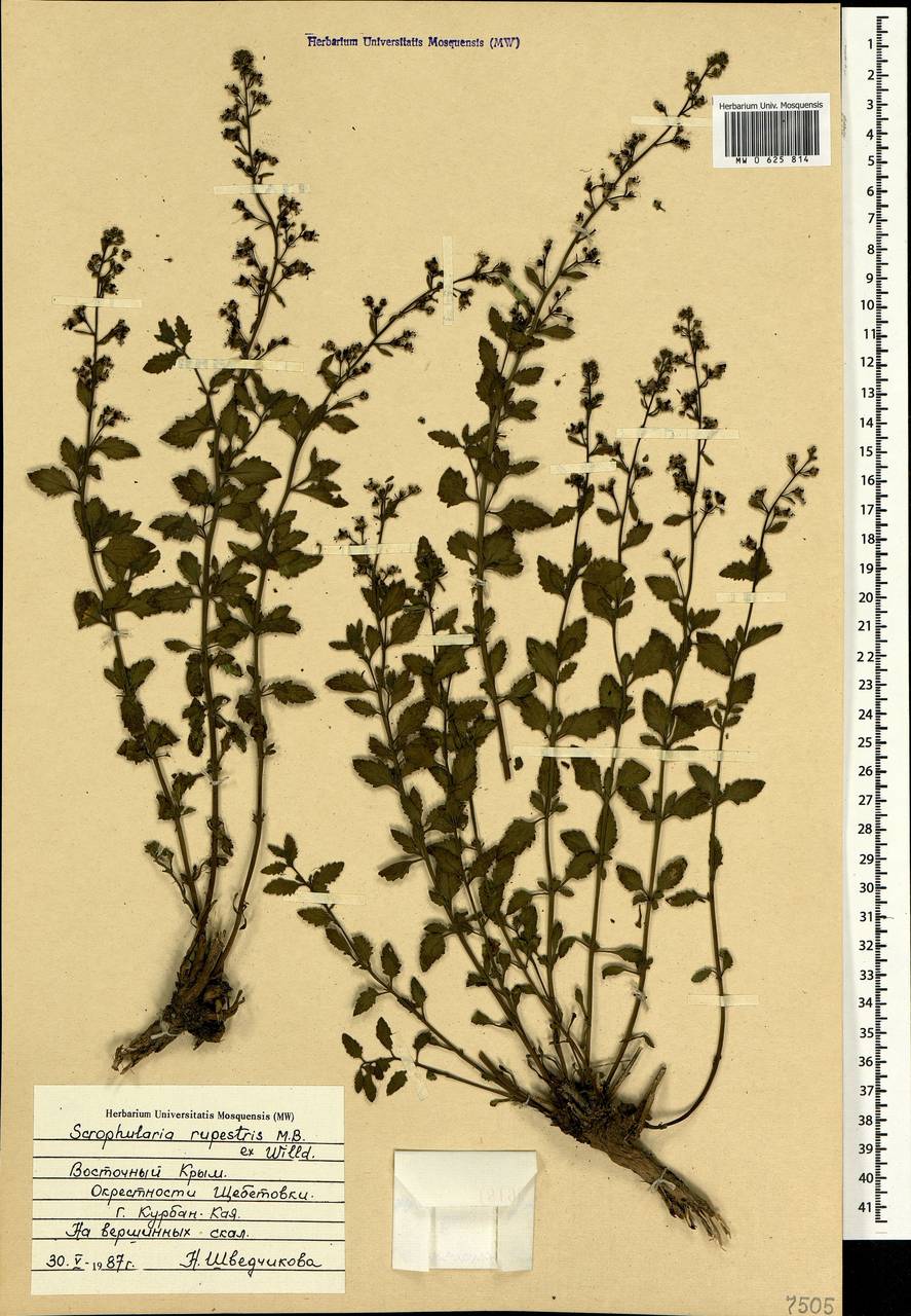 Scrophularia rupestris M. Bieb. ex Willd., Crimea (KRYM) (Russia)