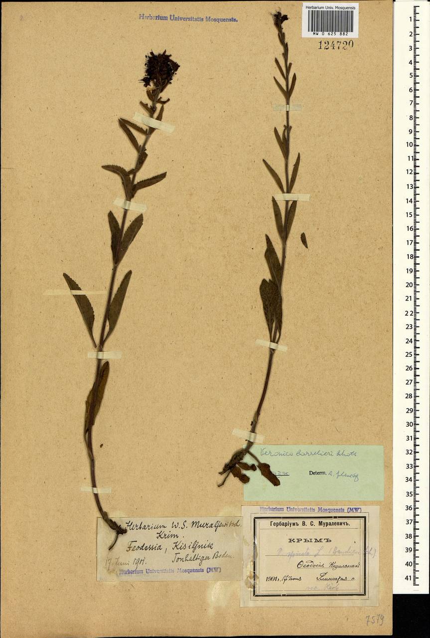 Veronica barrelieri H. Schott ex Roem. & Schult., Crimea (KRYM) (Russia)