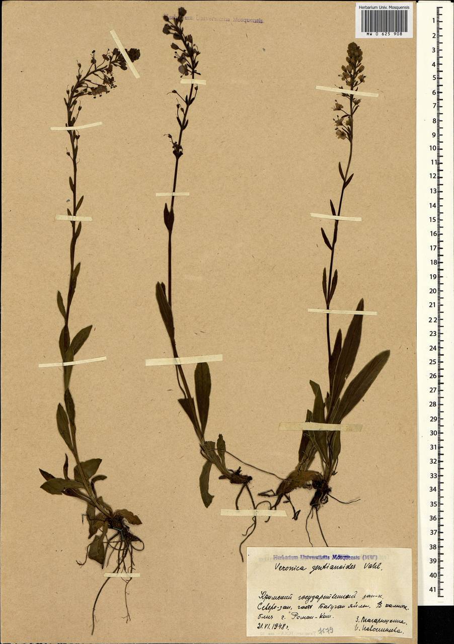 Veronica gentianoides Vahl, Crimea (KRYM) (Russia)