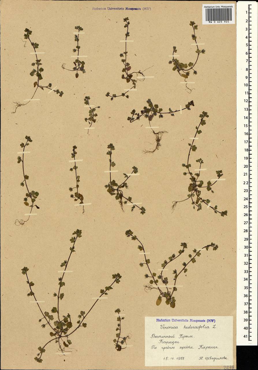 Veronica hederifolia L., Crimea (KRYM) (Russia)