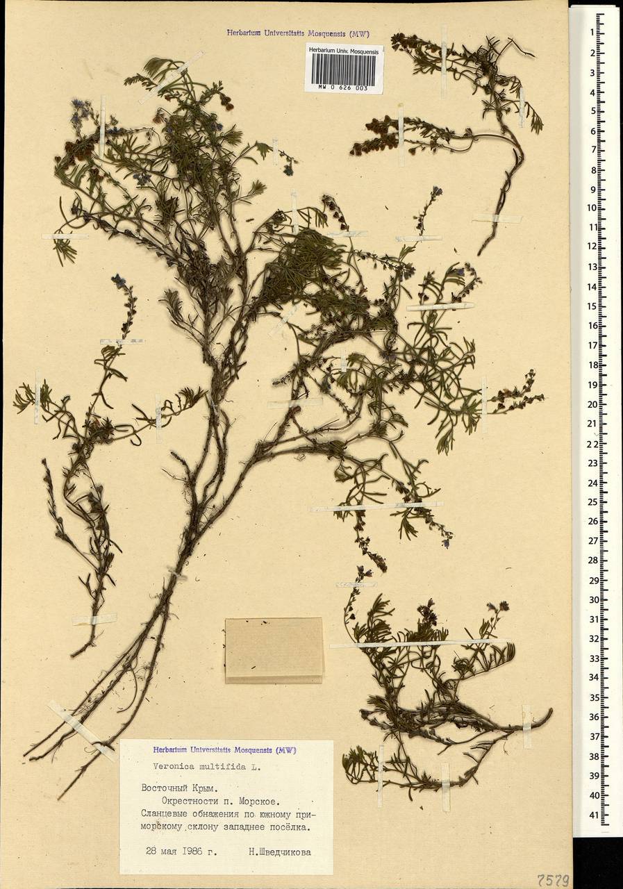 Veronica multifida L., Crimea (KRYM) (Russia)