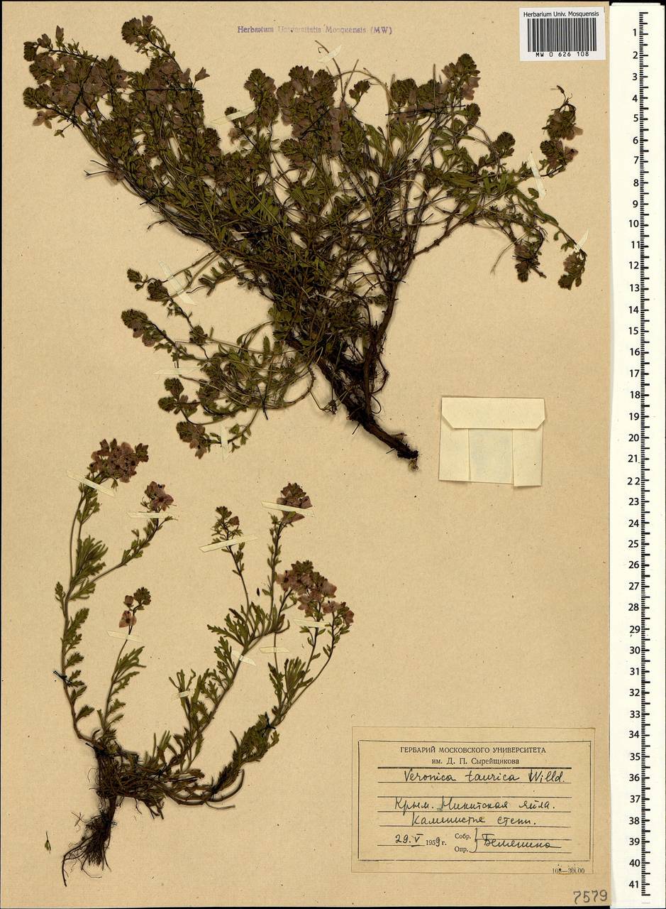 Veronica orientalis subsp. orientalis, Crimea (KRYM) (Russia)
