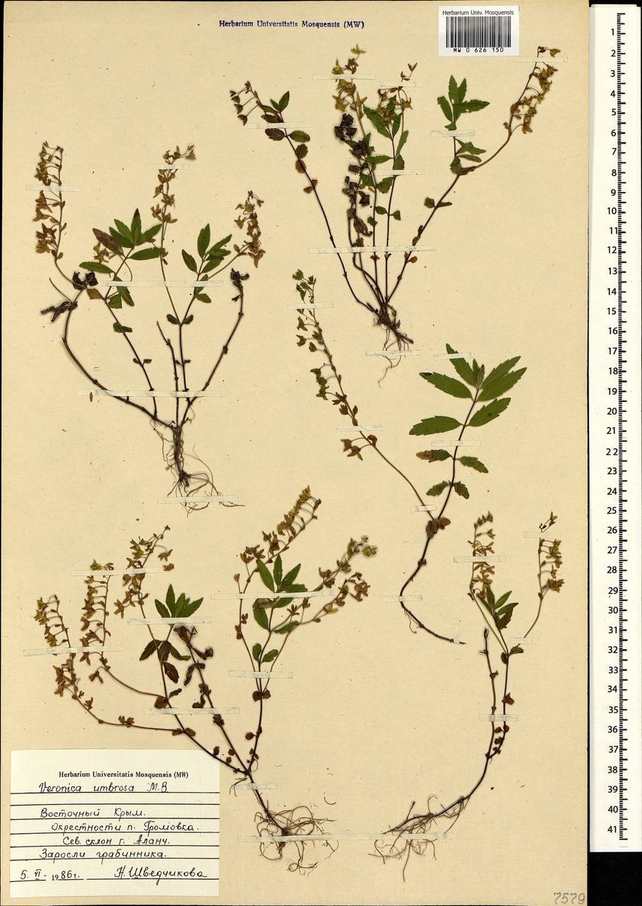Veronica peduncularis M. Bieb., Crimea (KRYM) (Russia)