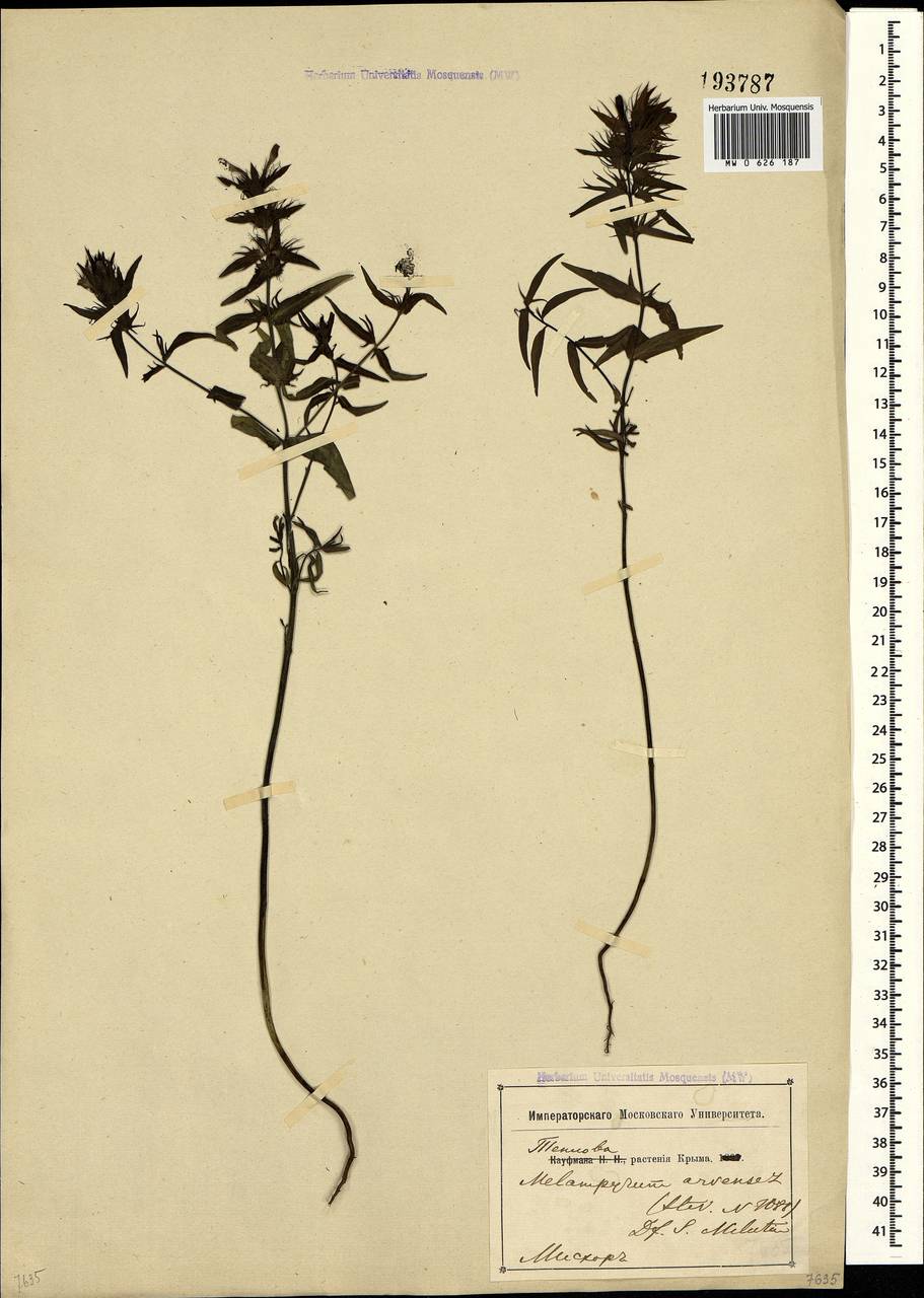 Melampyrum arvense L., Crimea (KRYM) (Russia)