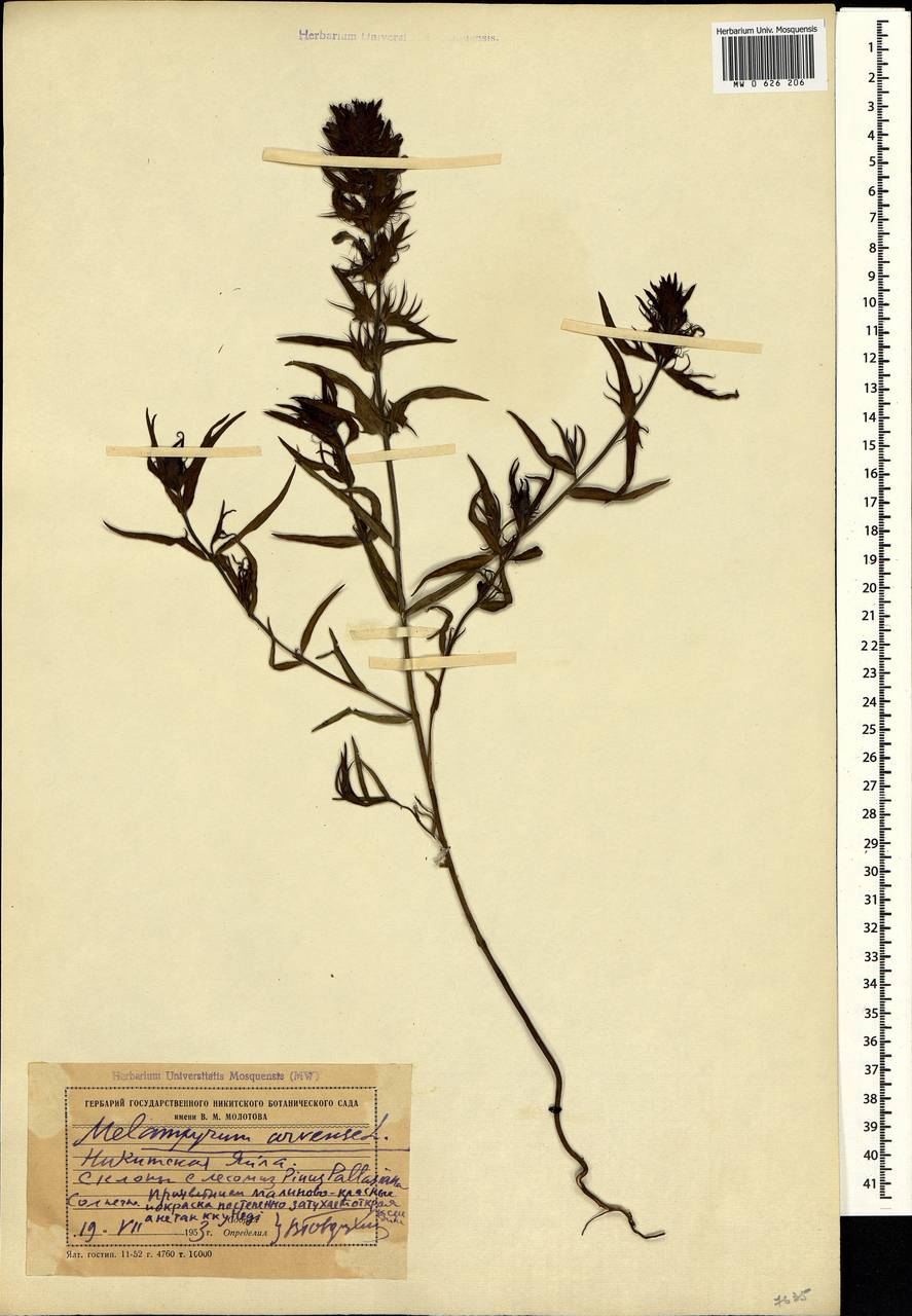 Melampyrum arvense L., Crimea (KRYM) (Russia)