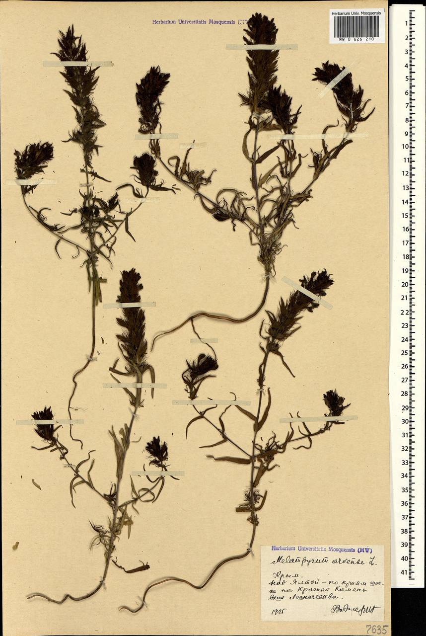 Melampyrum arvense L., Crimea (KRYM) (Russia)